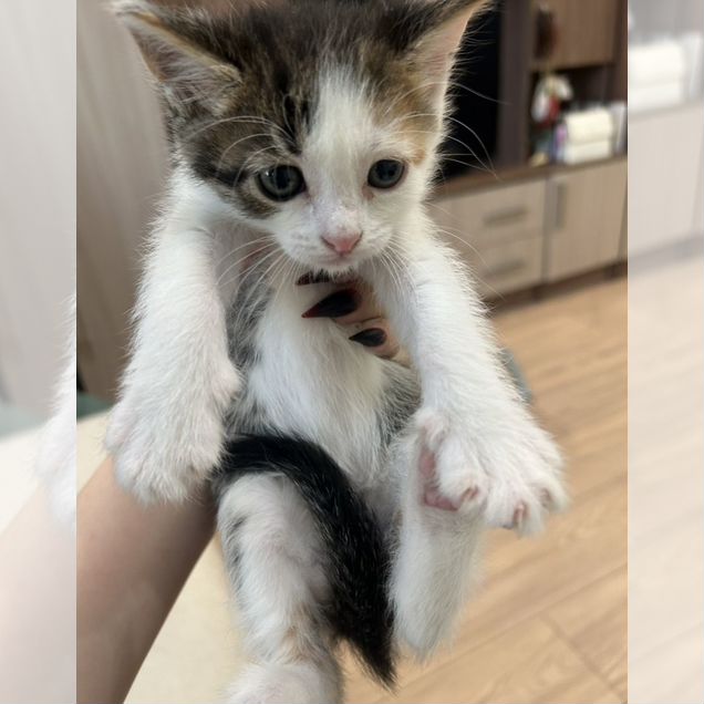 Котёнок в добрые руки