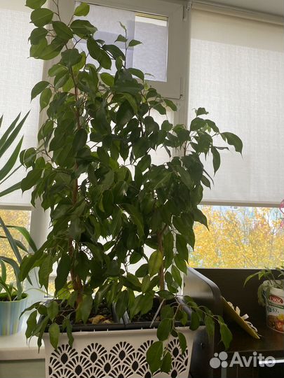 Фикус бенджамина