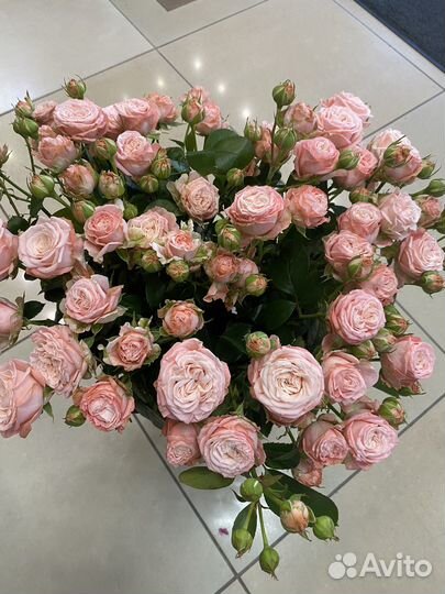 Роза кустовая