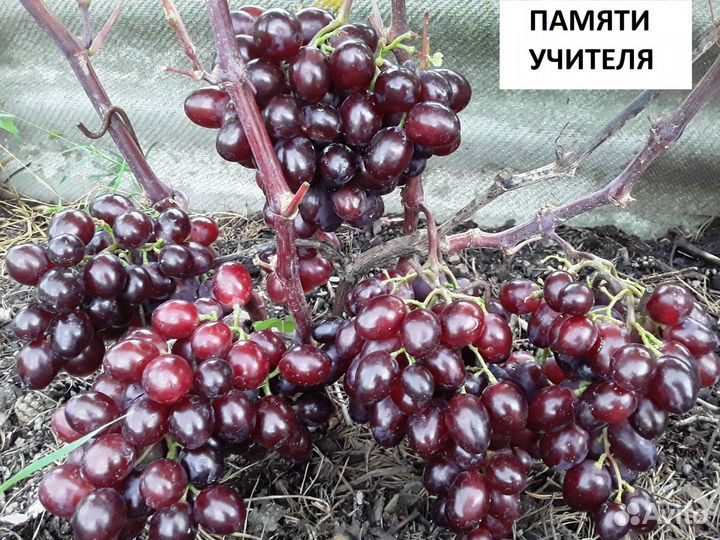 Саженцы винограда