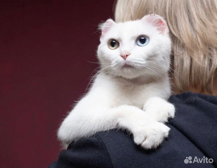 Кошки в добрые руки