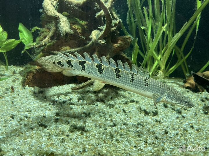 Аквариумные рыбки