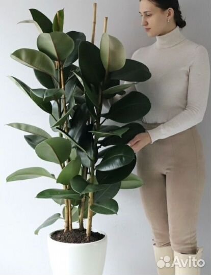 Фикус робуста