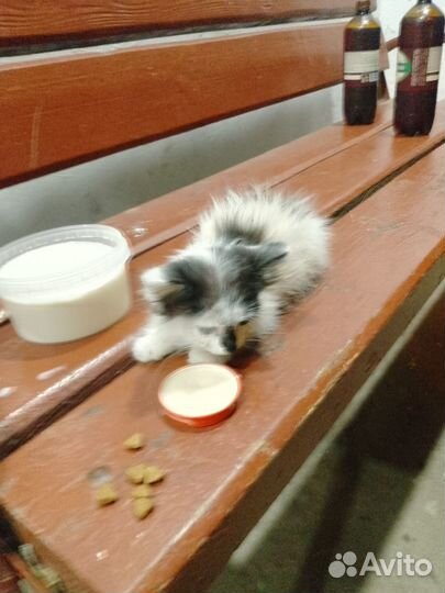 Отдам котенка в добрые руки