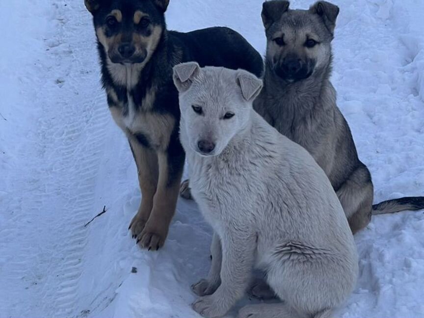 Собака в добрые руки щенок