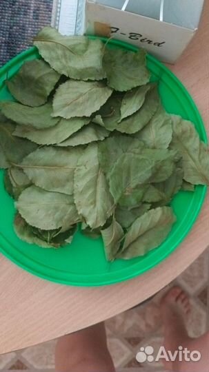 Заготовки для попугаев