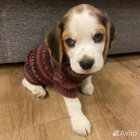 Вязание для животных