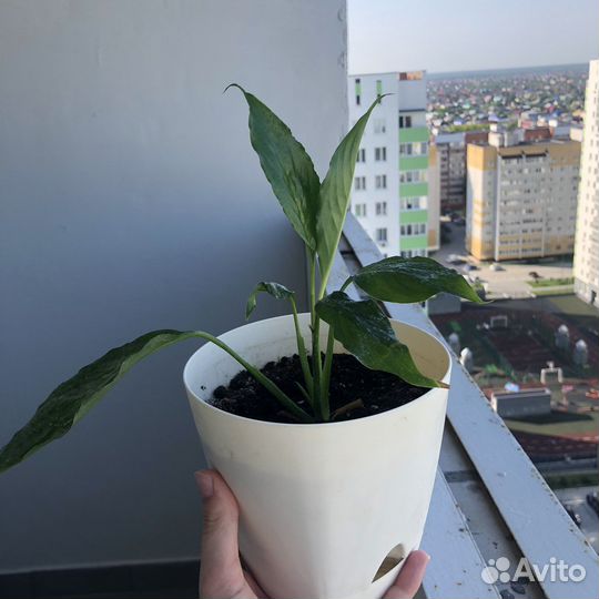 Спатифиллум (женское счастье)