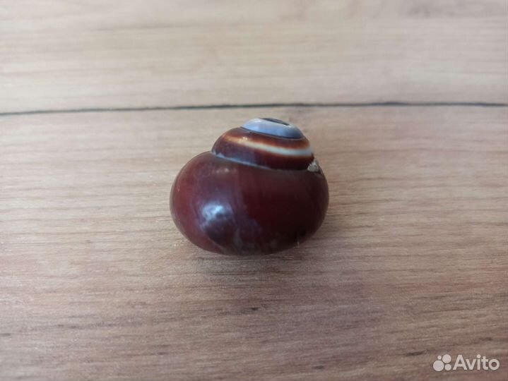 Морская раковина