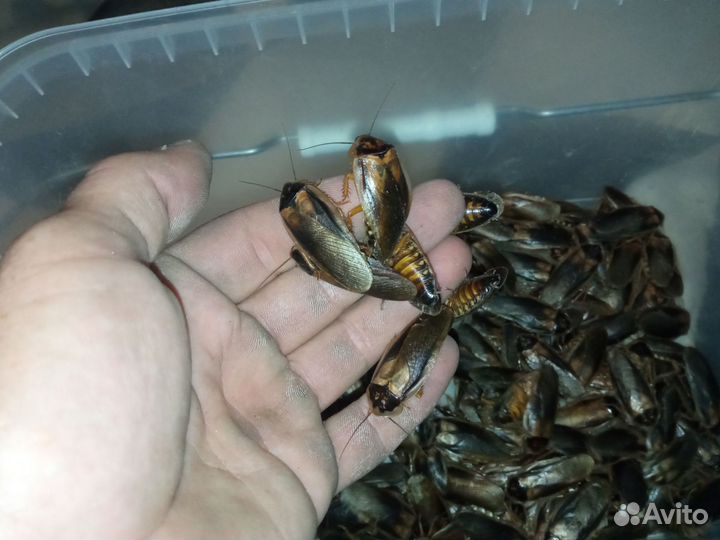 Аргентинский таракан, лучший корм для питомца