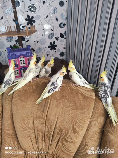 Продам птенцов попугая корелла возраст 1,5 месяца