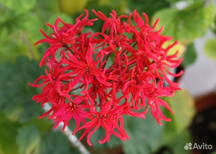 Пеларгония махровая