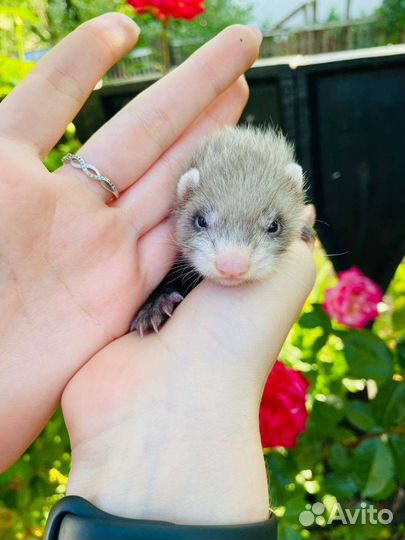 Хорек с клеткой