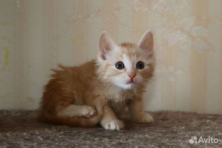 Котята рыжие бесплатно