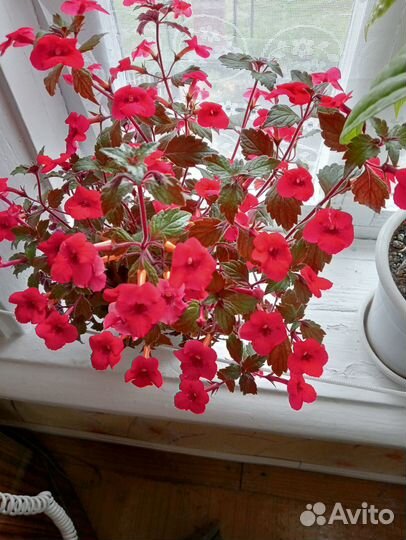 Комнатные цветы