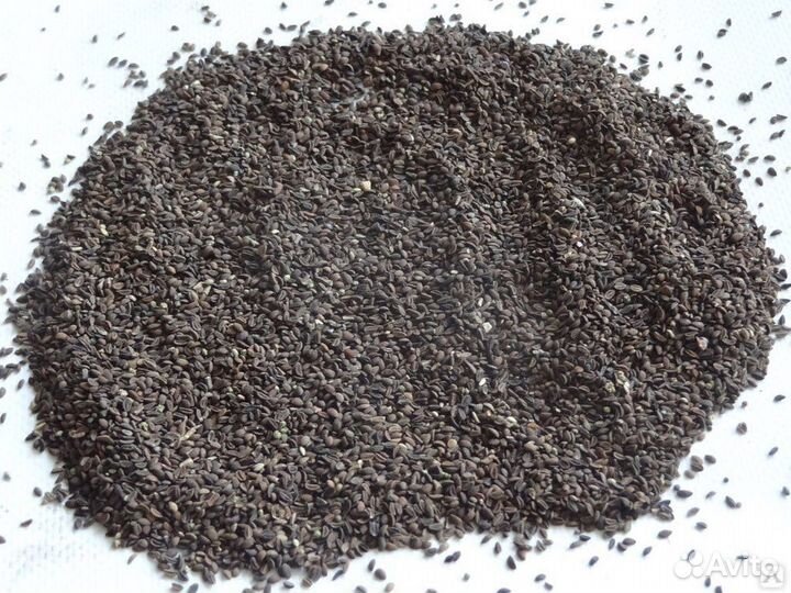 Семена фацелии