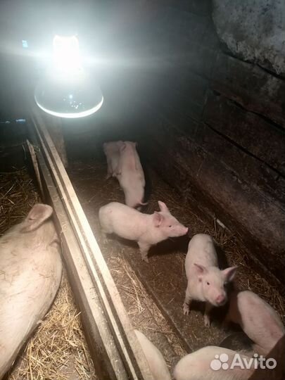 Поросенок ландрас