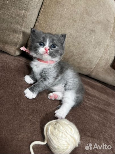 Отдаю в добрые, любящие руки котенка, девочку