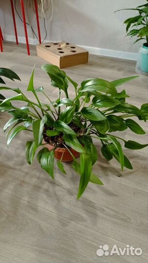 Комнатные цветы