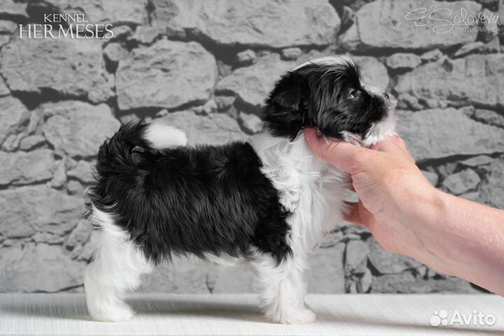 Дорогие, цветные йорки )