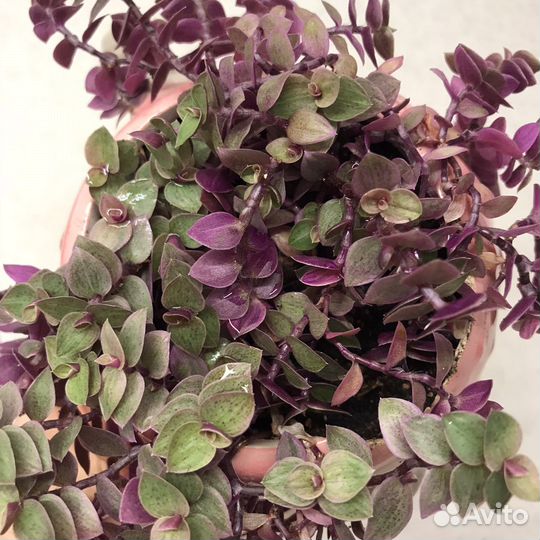 Коллизия розовая пантера