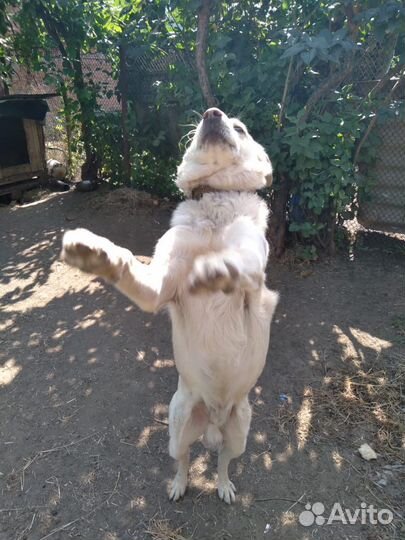 Собака мальчик ищет дом