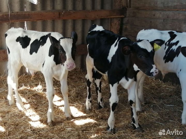 Телята бычки