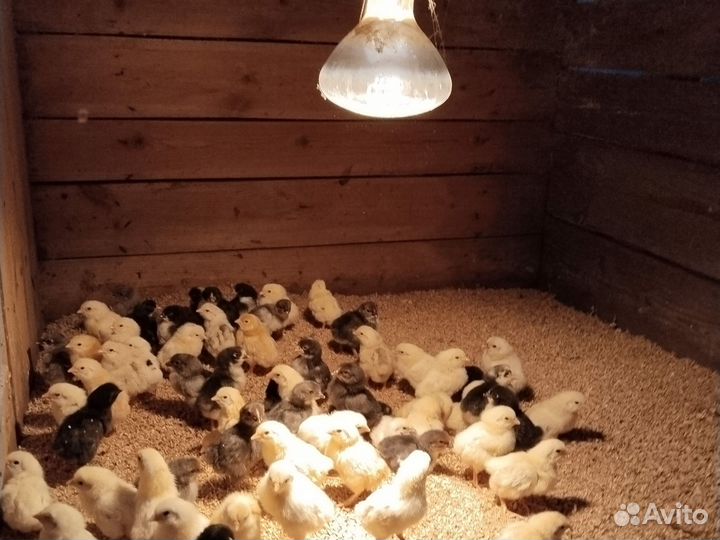 Цыплята суточные
