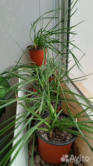 Зефирантес выскочка белый