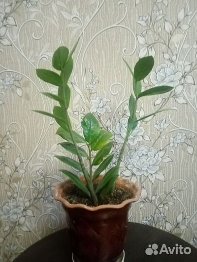 Замиокулькас