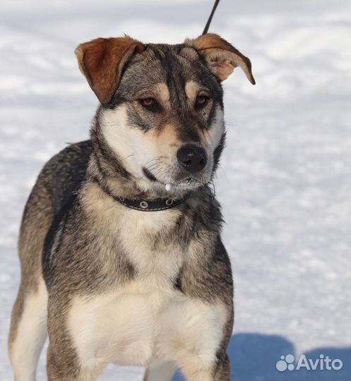 Собака Триша в добрые руки