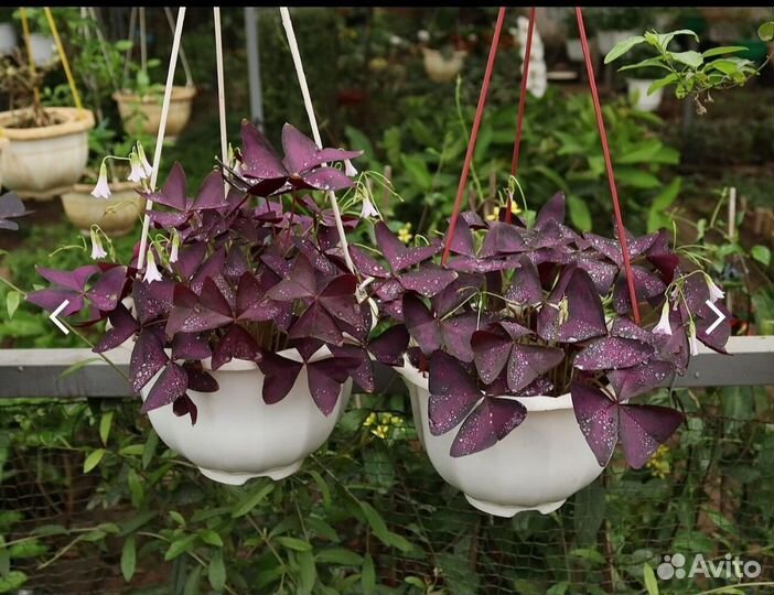 Оксалис многолетник для сада и дома, рассада