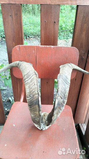 Рога горного козла