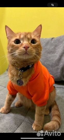 Рыжий котик в добрые руки