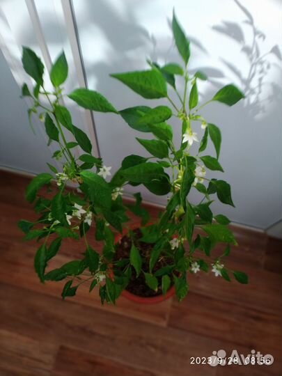 Красный острый перец