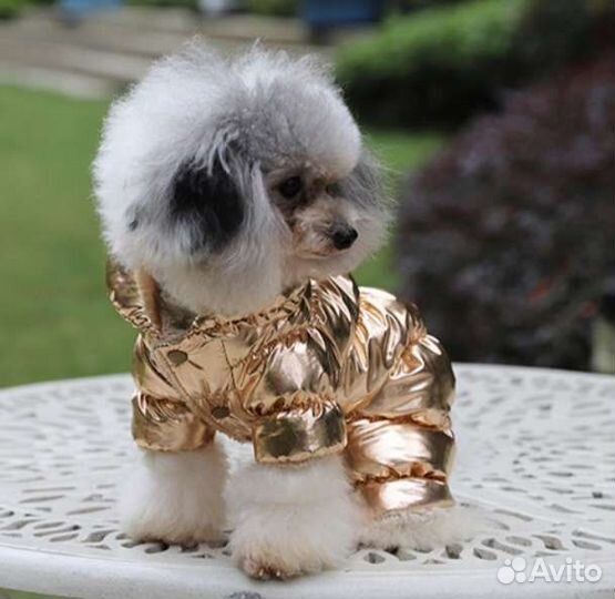 Дизайнерская одежда для маленькой собачки