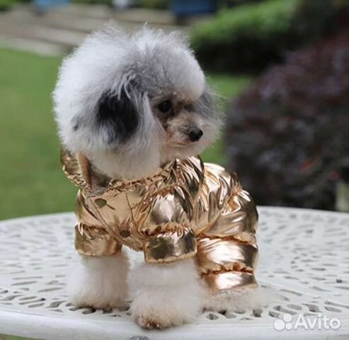 Дизайнерская одежда для маленькой собачки