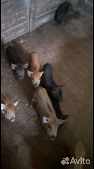 Поросята смесь мангалицы и кармала, дюрок ландрас