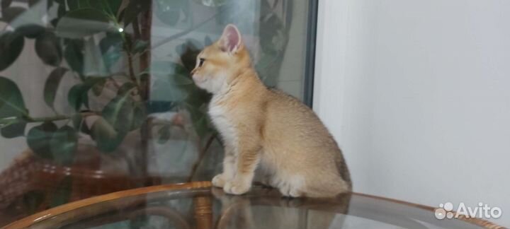 Шотландская золотая шиншилла