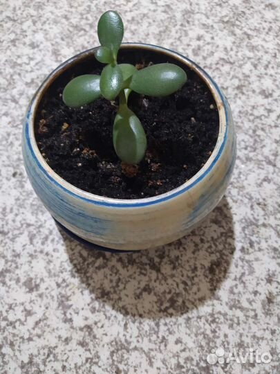 Толстянка суккулент