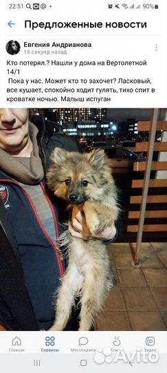 Щеночек шпиц ищет дом