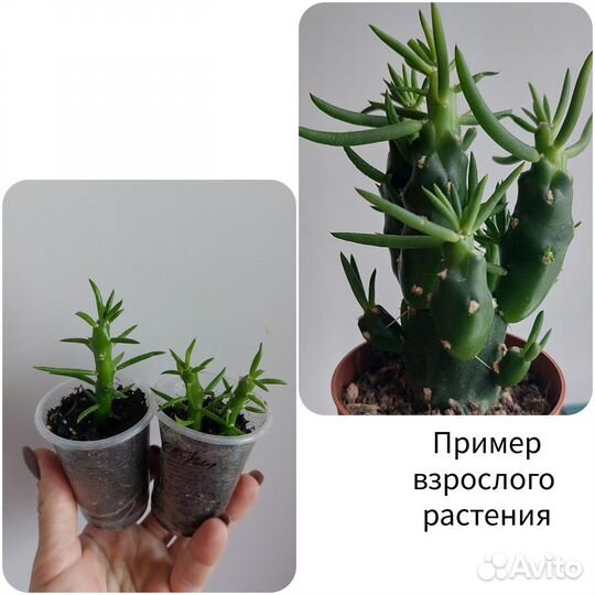 Комнатные цветы, Домашние растения