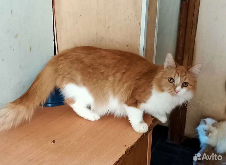 Кошка в дар