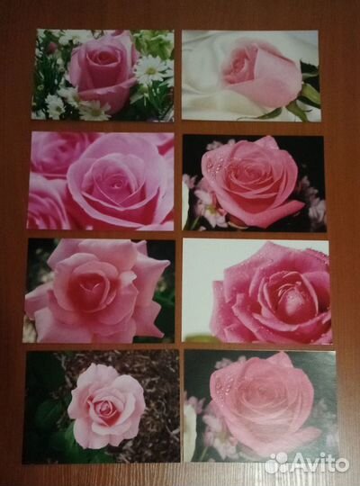 Фотографии розы