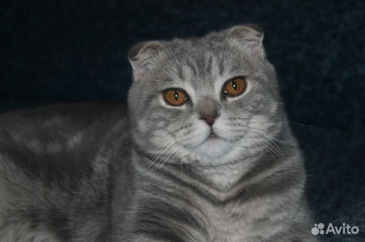 Шотландский скоттиш-фолд-жених