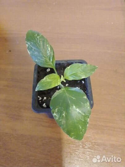 Варегатные