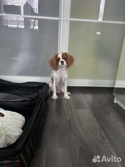 Шлейка, ошейник