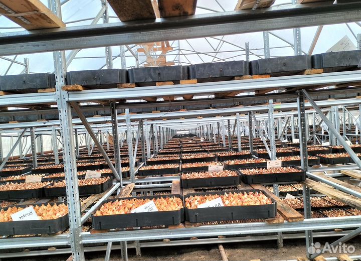 Луковицы тюльпанов для выгонки