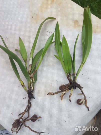 Каттлея Mikai Louise