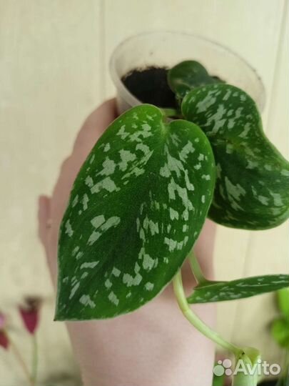 Сциндапсусы разные